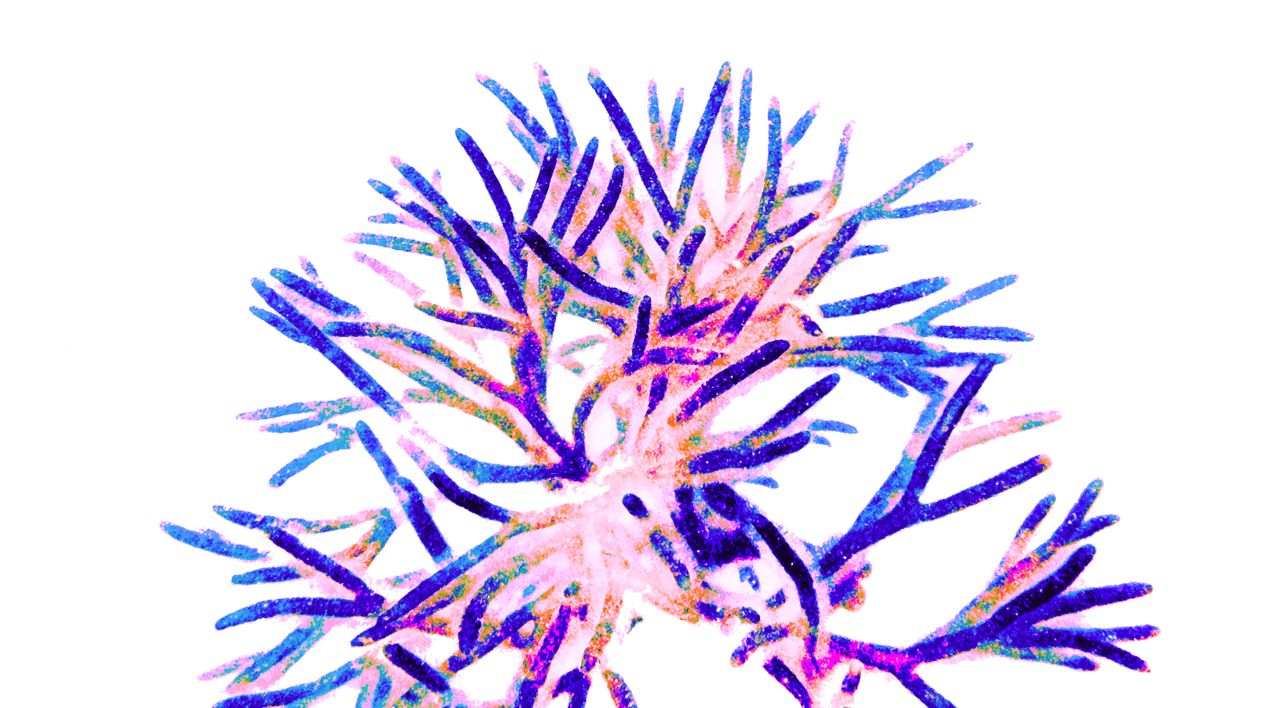 Abanico marino |Digital de Marta Caldas | Compra arte en Flecha.es