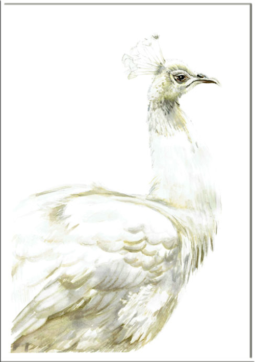 Pavo blanco real |Dibujo de Macarena Garví | Compra arte en Flecha.es