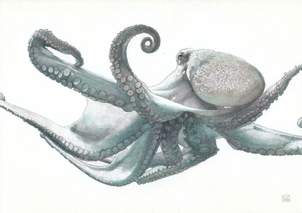 Octopus Vulgaris 02 |Dibujo de Carlos J. Márquez | Compra arte en Flecha.es