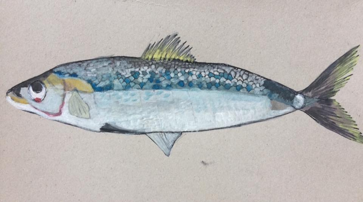 Sardina |Dibujo de Lisa | Compra arte en Flecha.es