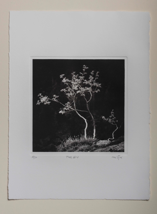 Tree#4 |Fotografía de Carles Mitjà | Compra arte en Flecha.es