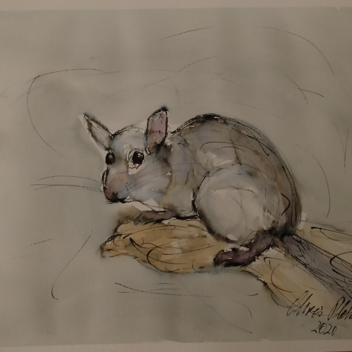 Lirón careto |Dibujo de OliverPlehn-Artist | Compra arte en Flecha.es