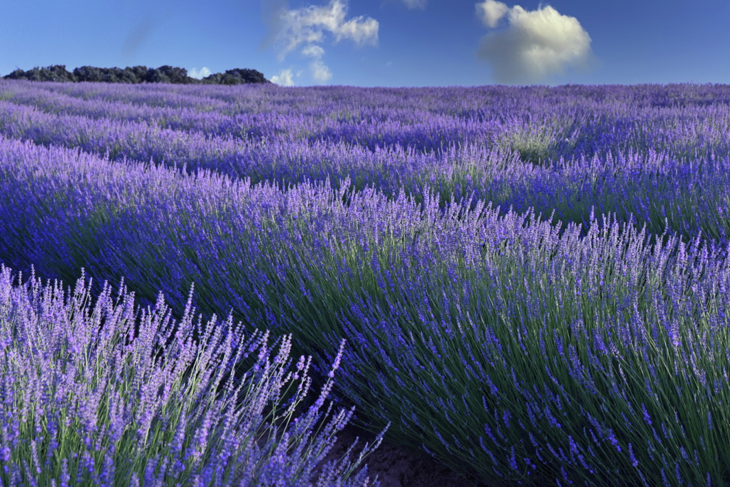 Lavanda |Fotografía de Yabar | Compra arte en Flecha.es