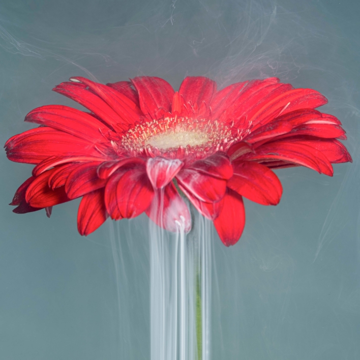 NATURALEZA SUMERGIDA II |Fotografía de MARIAN OTERO | Compra arte en Flecha.es