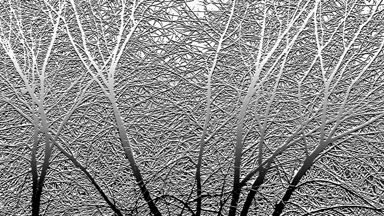 Frozen Trees |Digital de Andy Sotiriou | Compra arte en Flecha.es