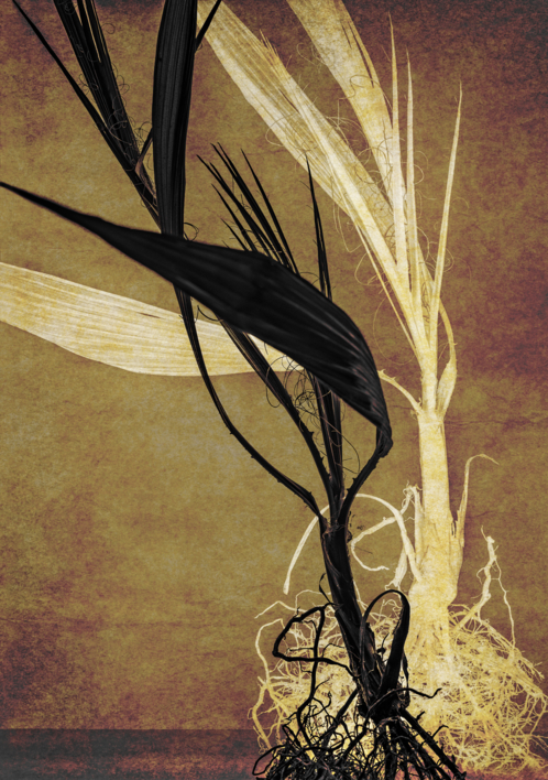 Palm Pair |Digital de Andy Sotiriou | Compra arte en Flecha.es