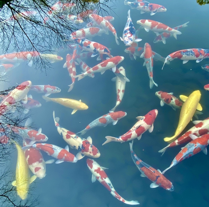 Carpa Koi Japonesa |Fotografía de Nicolas Helly | Compra arte en Flecha.es