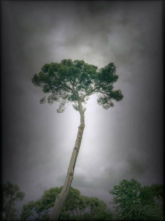 Árbol solitario |Fotografía de Andy Sotiriou | Compra arte en Flecha.es