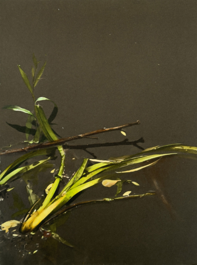 Lo que flota resiste IV|Obra gráficadeCarmen Isasi| Compra arte en Flecha.es