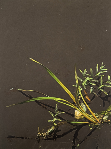 Lo que flota resiste  V|Obra gráficadeCarmen Isasi| Compra arte en Flecha.es