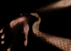 escanografía "depredador" | Digital de Carlota Lobo | Compra arte en Flecha.es