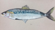Sardina | Dibujo de Lisa | Compra arte en Flecha.es