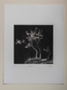 Tree#4 | Fotografía de Carles Mitjà | Compra arte en Flecha.es