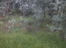 Chaparros y flores blancas | Fotografía de Angélica Suela de la LLave | Compra arte en Flecha.es