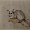 Lirón careto | Dibujo de OliverPlehn-Artist | Compra arte en Flecha.es