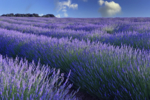 Lavanda | Fotografía de Yabar | Compra arte en Flecha.es