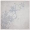 Magnolio. Transparencia I | Pintura de Manuel Luca de tena | Compra arte en Flecha.es