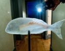 Fishbone | Escultura de Lisa | Compra arte en Flecha.es