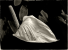 Peace Lily  ( spathiphyllum  wallisii),  Peru | Fotografía de Andy Sotiriou | Compra arte en Flecha.es