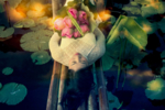 The Lotus Lake I | Fotografía de Viet Ha Tran | Compra arte en Flecha.es
