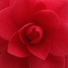 Red Camellia | Fotografía de Nicolas Helly | Compra arte en Flecha.es