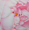 FLORES. LA TIERNA PEONIA. | Pintura de Anastasia Woron | Compra arte en Flecha.es