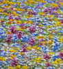 El Campo de Flores Silvestres . | Pintura de Anastasia Woron | Compra arte en Flecha.es