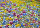 El Campo de Flores Silvestres . | Pintura de Anastasia Woron | Compra arte en Flecha.es