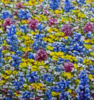 El Campo de Flores Silvestres . | Pintura de Anastasia Woron | Compra arte en Flecha.es