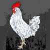 Gallus Mysticus (61x61cm) | Dibujo de ALEJOS | Compra arte en Flecha.es