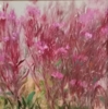 Flores rosas | Pintura de Belén Guijarro | Compra arte en Flecha.es