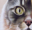 El Gato. El Gato Pelirojo. | Pintura de Anastasia Woron | Compra arte en Flecha.es