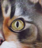 El Gato. El Gato Pelirojo. | Pintura de Anastasia Woron | Compra arte en Flecha.es