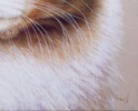 El Gato. El Gato Pelirojo. | Pintura de Anastasia Woron | Compra arte en Flecha.es