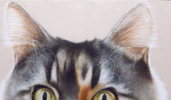 El Gato. El Gato Pelirojo. | Pintura de Anastasia Woron | Compra arte en Flecha.es