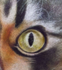 El Gato. El Gato Pelirojo. | Pintura de Anastasia Woron | Compra arte en Flecha.es