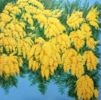 Mimosas en flor. | Pintura de Anastasia Woron | Compra arte en Flecha.es
