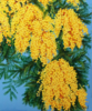 Mimosas en flor. | Pintura de Anastasia Woron | Compra arte en Flecha.es